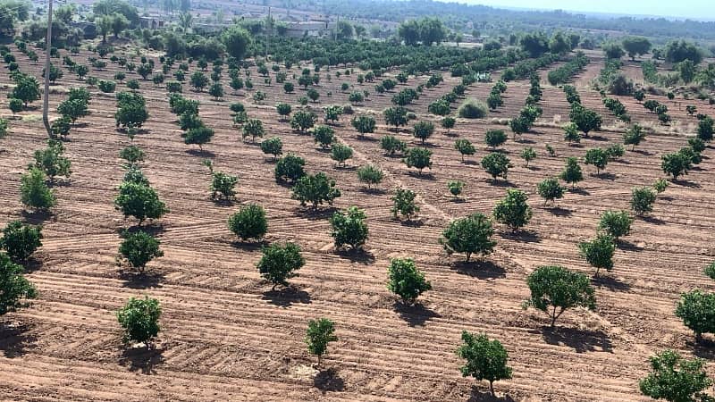 Agricultural Land (565 Kanal) with Citrus Orchard & Double-Story Farmhouse 3