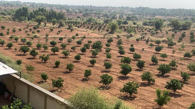 Agricultural Land (565 Kanal) with Citrus Orchard & Double-Story Farmhouse 4