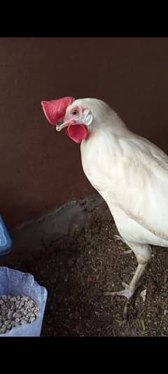 Layer Hens Available