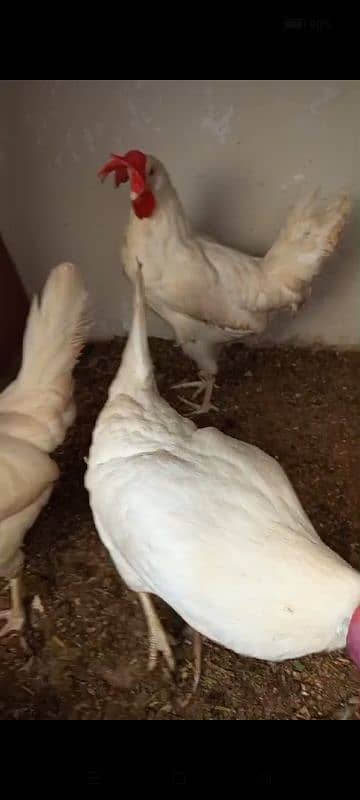 Layer Hens Available 1