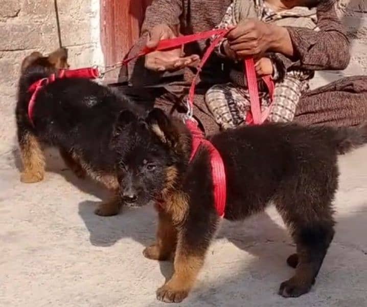 German shepherd Long Coat Male & Female puppy 03287625932WhatsApp 2