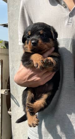 Rottweiler puppy available