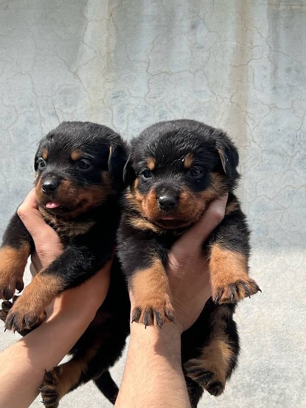 Rottweiler puppy available 1