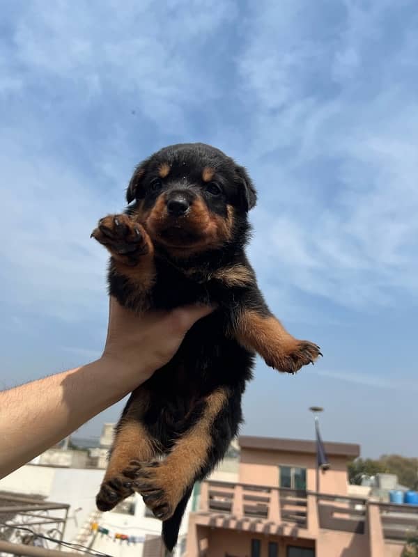 Rottweiler puppy available 2