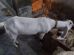 Bakri