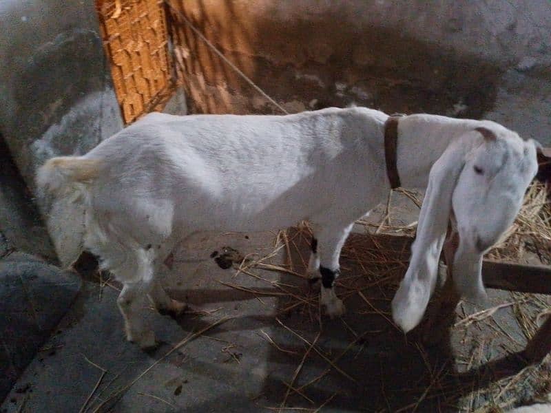 Bakri 1