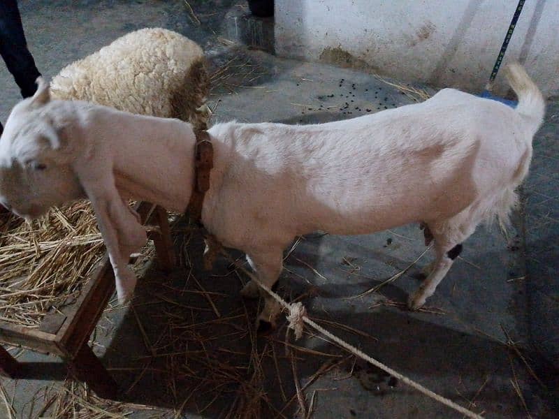 Bakri 2