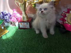 pure ragdoll and others cats and kittens available