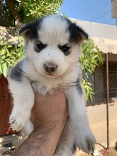 female husky pedigree