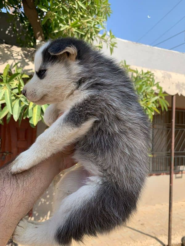 female husky pedigree 2