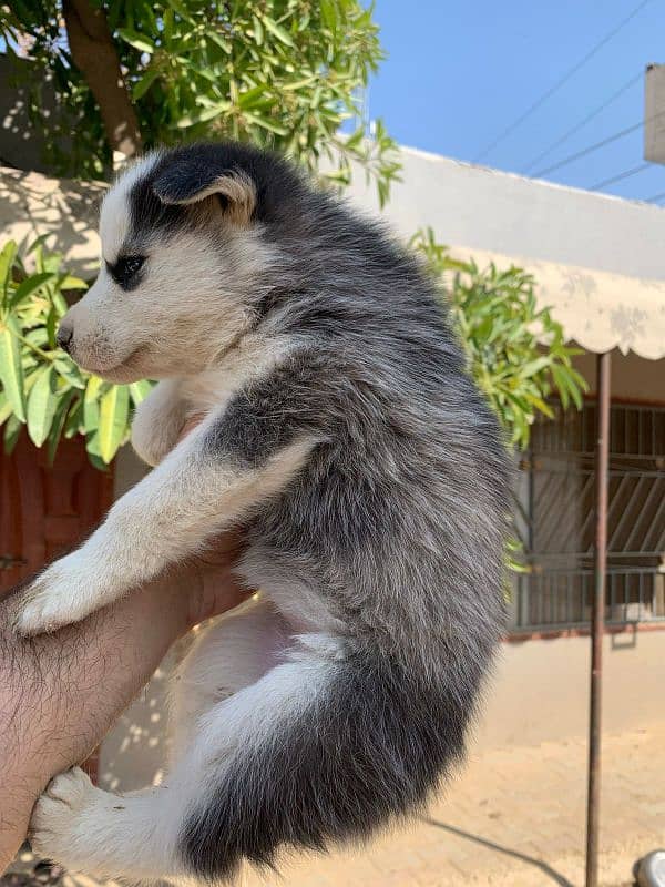 female husky pedigree 3