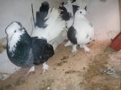 pigeon pair for sale