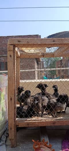 Ayam Cemani Grey Tongue Extreme quality chicks available for sale