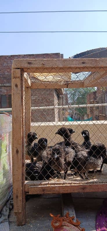 Ayam Cemani Grey Tongue Extreme quality chicks available for sale 0