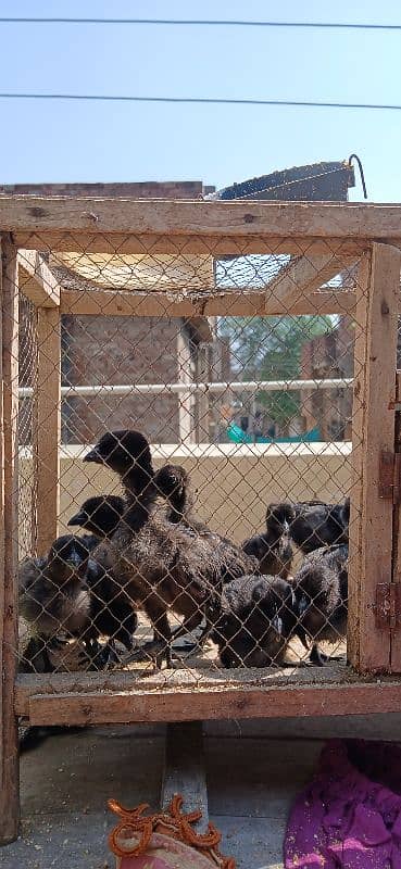 Ayam Cemani Grey Tongue Extreme quality chicks available for sale 1