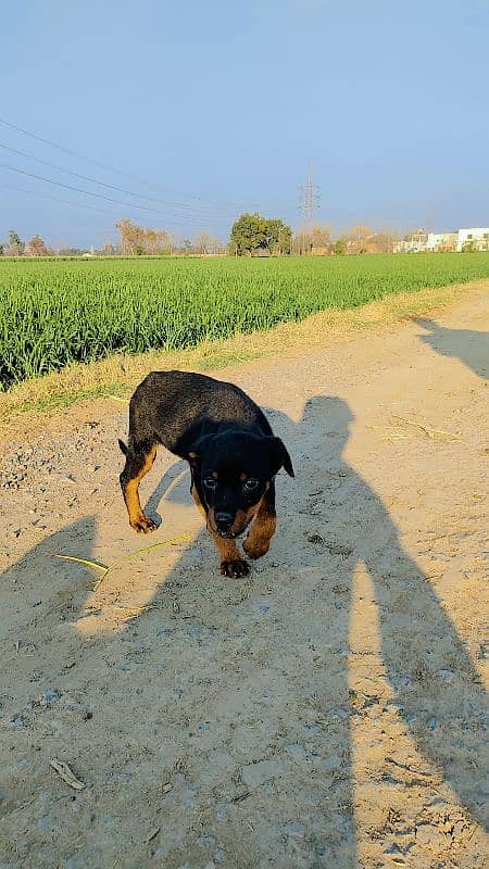 Top Quality Rottweiler pup urgent sale 1