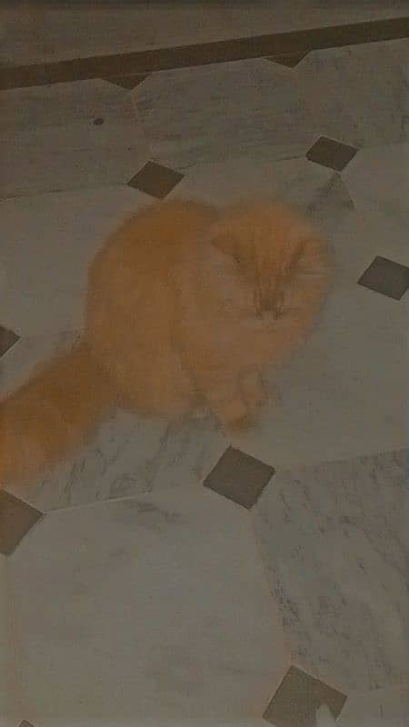 Persian cat 3