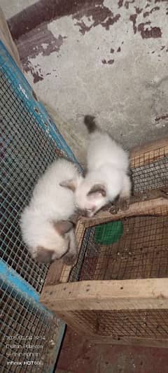 Two female cats are double-coated.