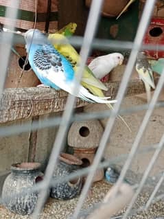 budgies