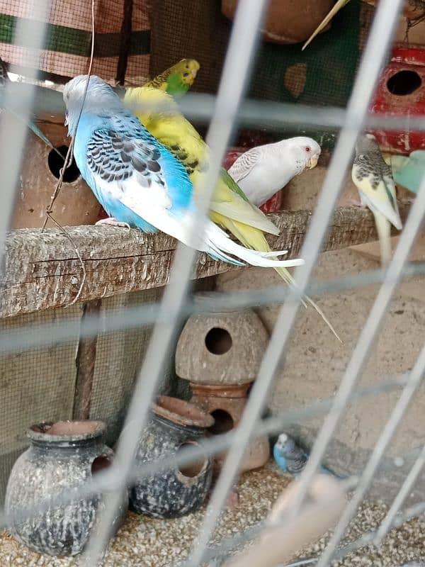 budgies parrot sale 0