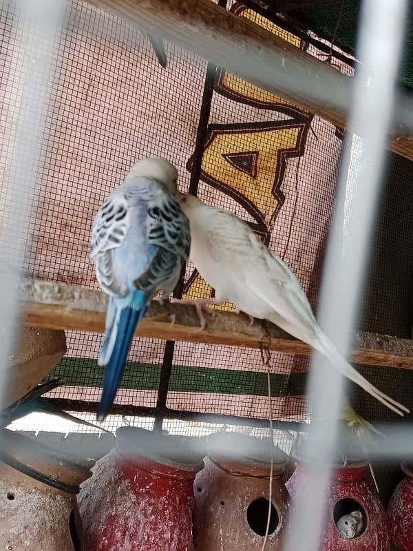 budgies parrot sale 1