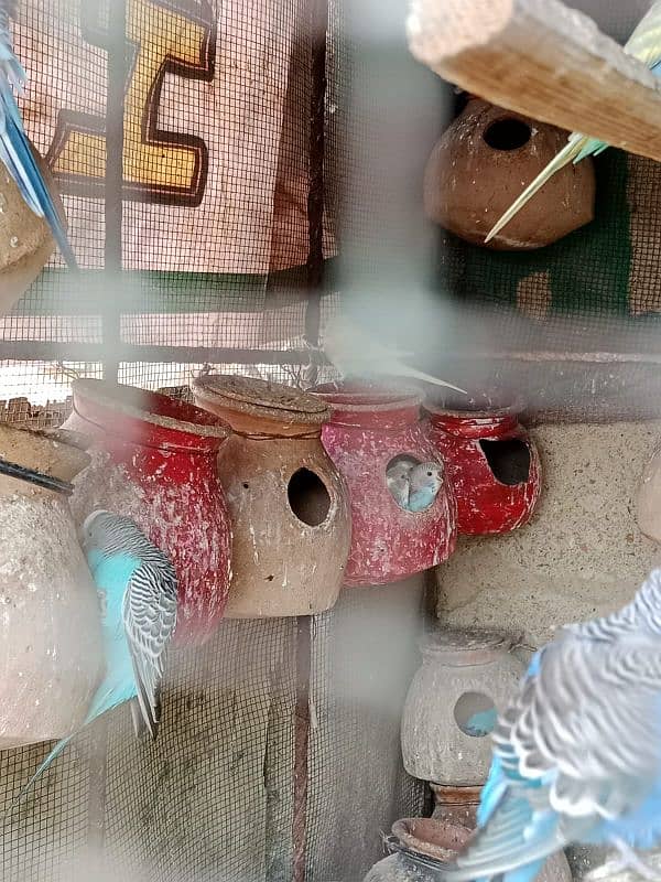 budgies parrot sale 2