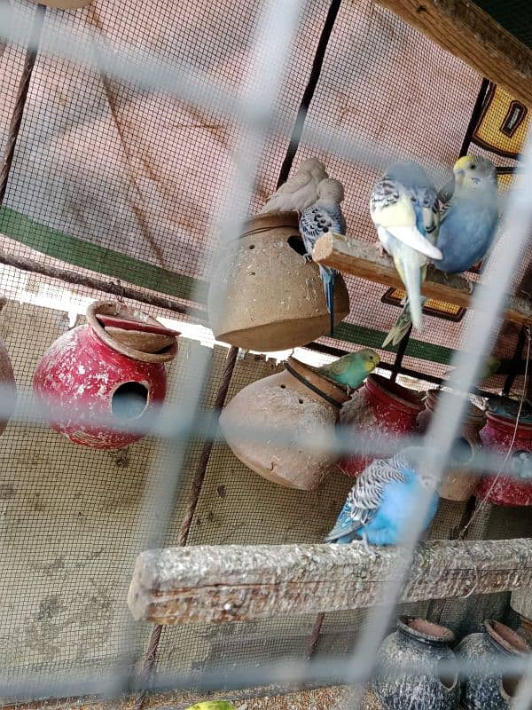 budgies parrot sale 3