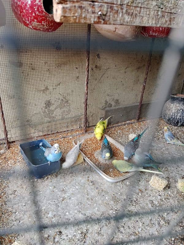 budgies parrot sale 4