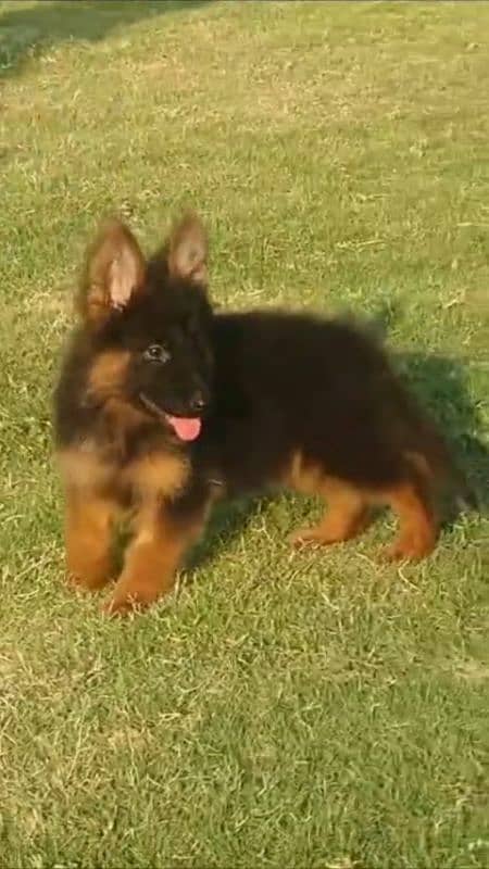 German Shepherd Pair For Male / GSD / Long Coat Puppies 0