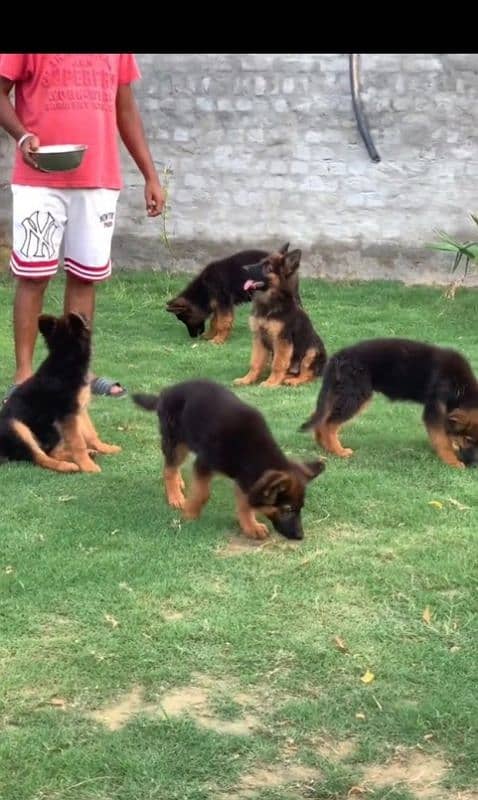 German shepherd Long Coat Male & Female puppy 03287625932WhatsApp 1