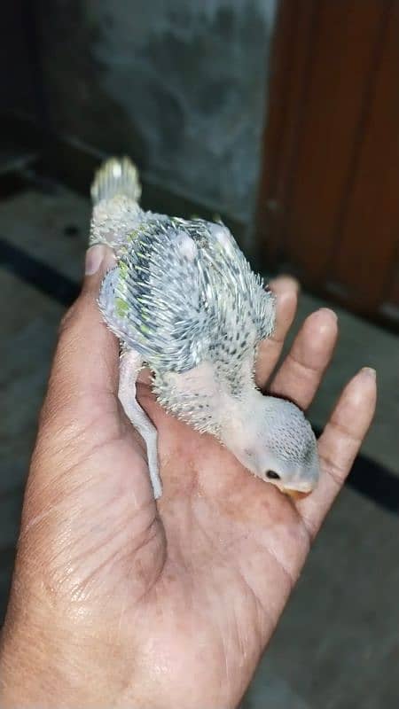 Parrot for sale 3