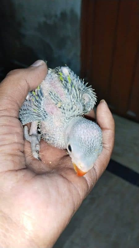 Parrot for sale 4