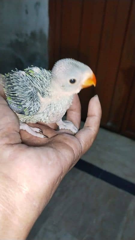 Parrot for sale 5