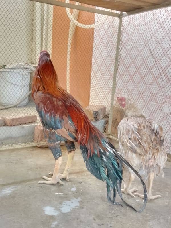 Indian Parrot Beak Long Tail 1