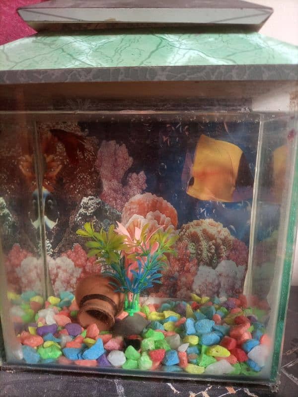 Aquarium for sale 0