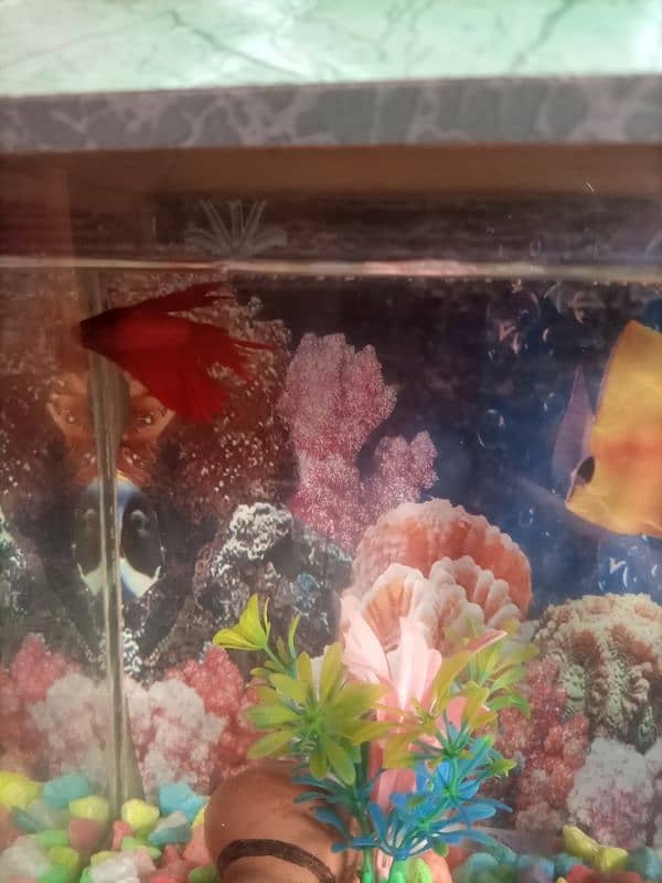 Aquarium for sale 1