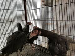 Thai Aseel Chicks for Sale