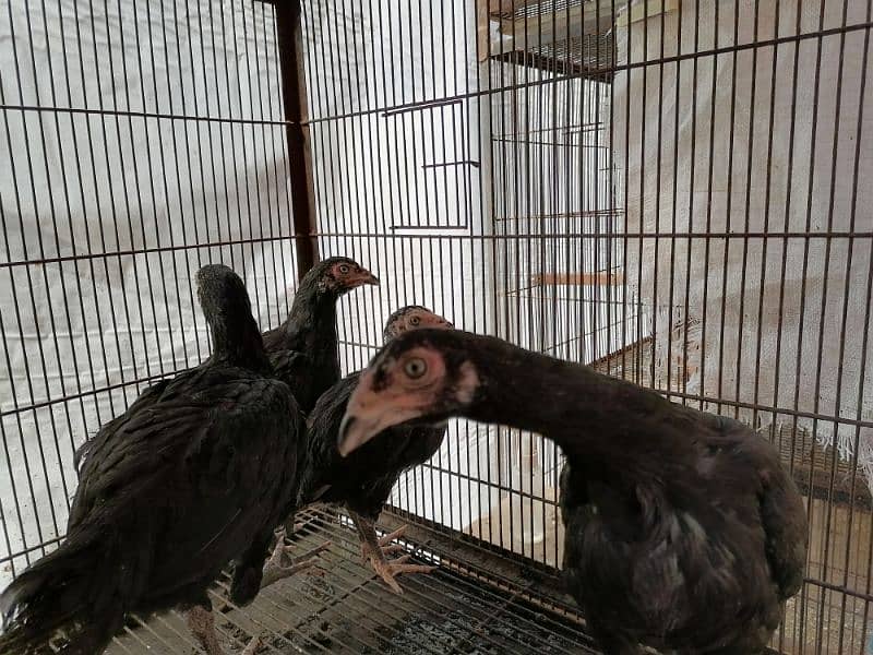 Thai Aseel Chicks for Sale 0