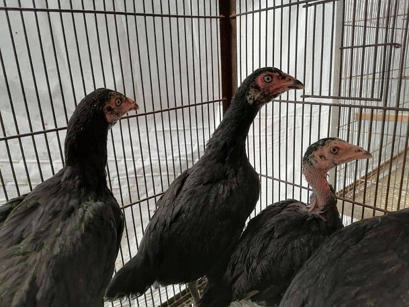 Thai Aseel Chicks for Sale 1