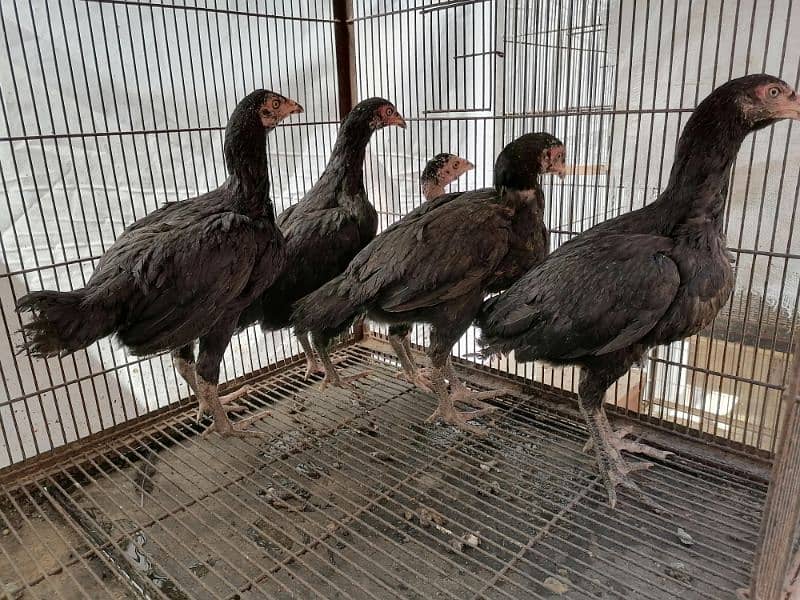 Thai Aseel Chicks for Sale 2