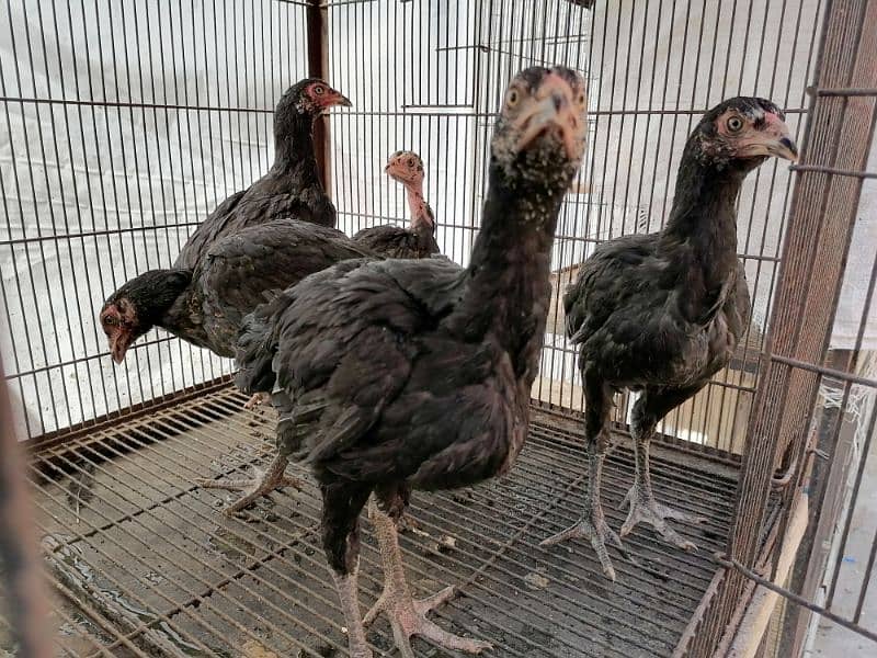 Thai Aseel Chicks for Sale 3