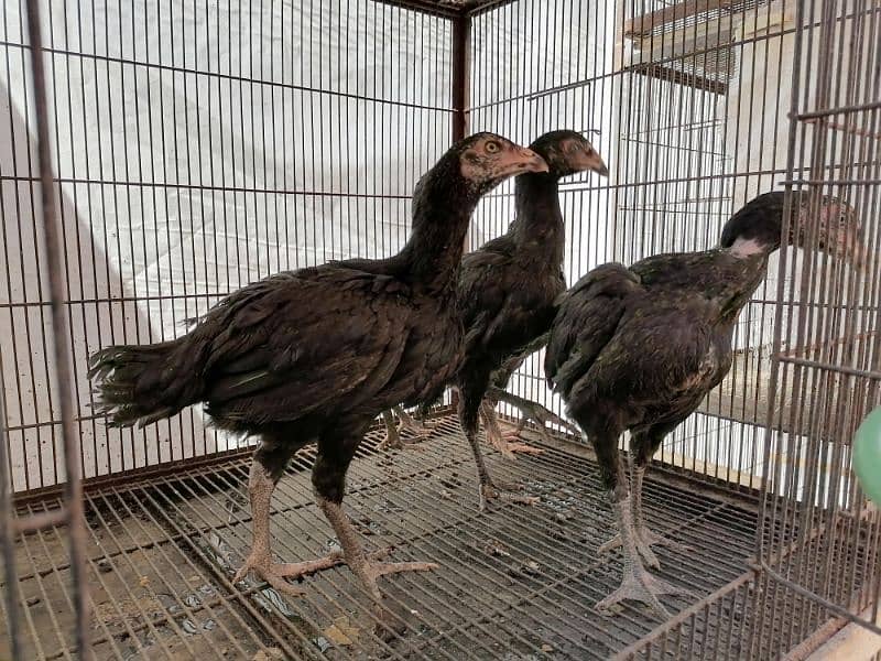 Thai Aseel Chicks for Sale 5