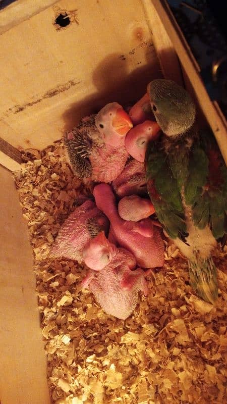 New Born baby chicks available for sale 1