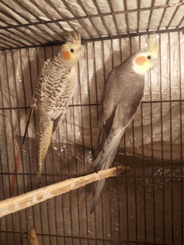 cocktail lovebird for sale 0