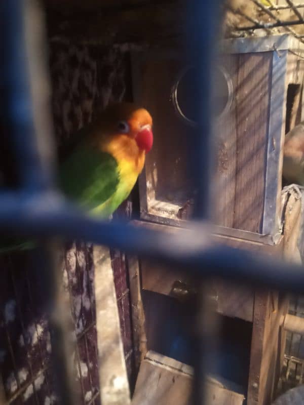 cocktail lovebird for sale 2