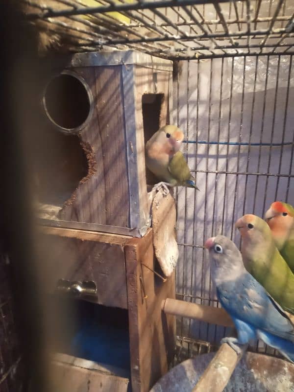 cocktail lovebird for sale 3