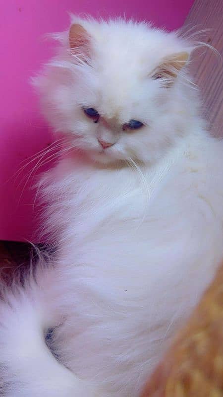 female cat adult available for sale 4