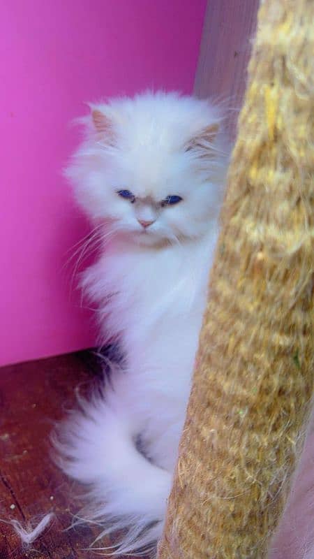 female cat adult available for sale 5