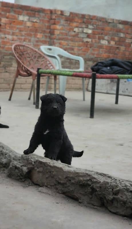 Black German Long coat Puppies 0