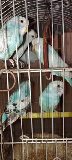 Australian Budgie Parrots For Sale